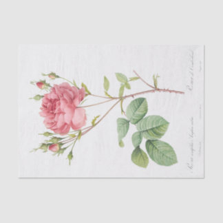 Papel De Seda Rosa Centifolia Anglica Rubra