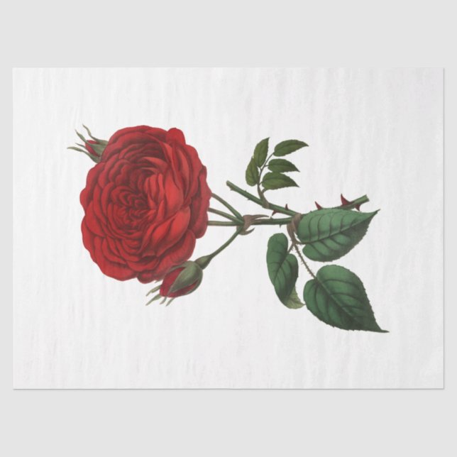 Papel De Seda Rosa da série 116 (Frente )