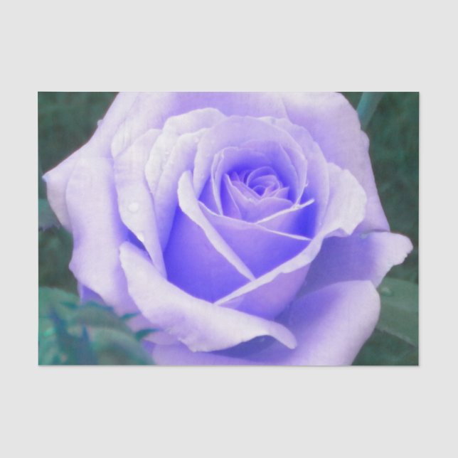 Papel De Seda Rosa de Lavanda pálida (Frente )