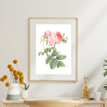 Rosa de pintura digital Redouté