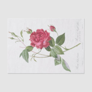 Papel De Seda Rosa indica cruneta