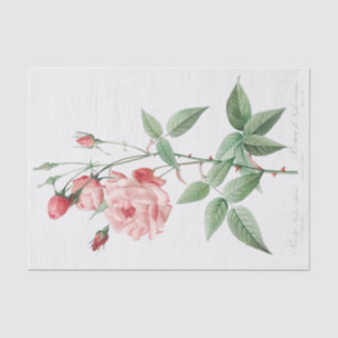 Papel De Seda Rosa Indica Vulgaris