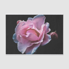 Papel De Seda Rosa lindo do rosa no preto