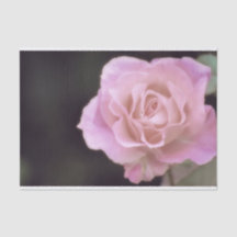 Rosa rosa magnífica