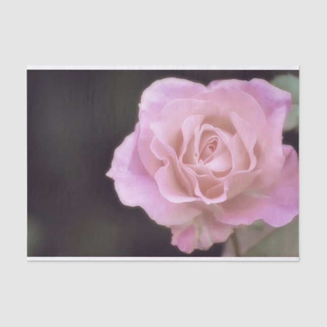 Papel De Seda Rosa rosa magnífica (Frente )