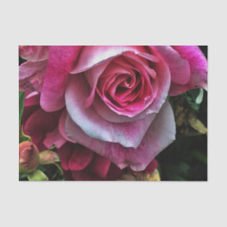 Papel De Seda Rosa Rosa Rosa Grande