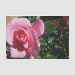 Papel De Seda Rosa Rosa Rosa Rosa Rosa e Jardim do Bud Floral