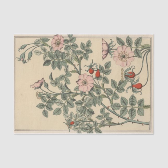 Papel De Seda Rosa selvagem, Eugene Grasset's Botany Series (Frente )