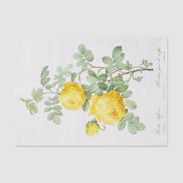 Papel De Seda Rosa sulfurea (Frente )