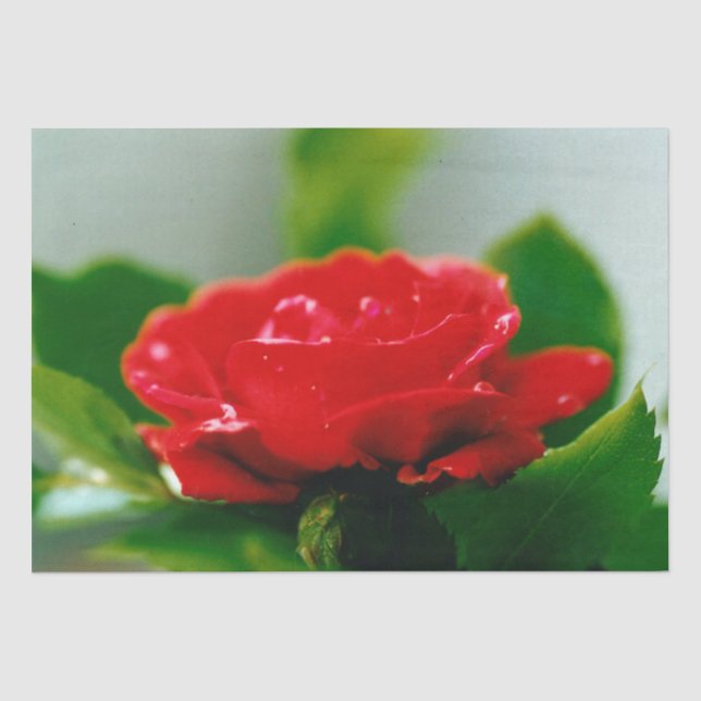 Papel De Seda Rosa vermelha de manhã coberta com gotas de orvalh (Frente )
