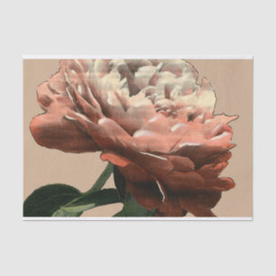 Papel De Seda Rosa vermelha Ruby com Destaques Brancos