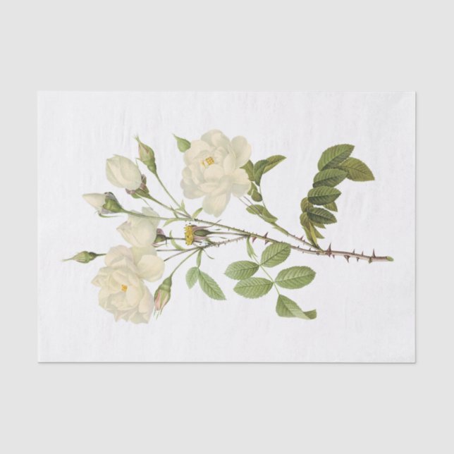 Papel De Seda Rosas Brancas Antigas #2 Flores Floral (Frente )