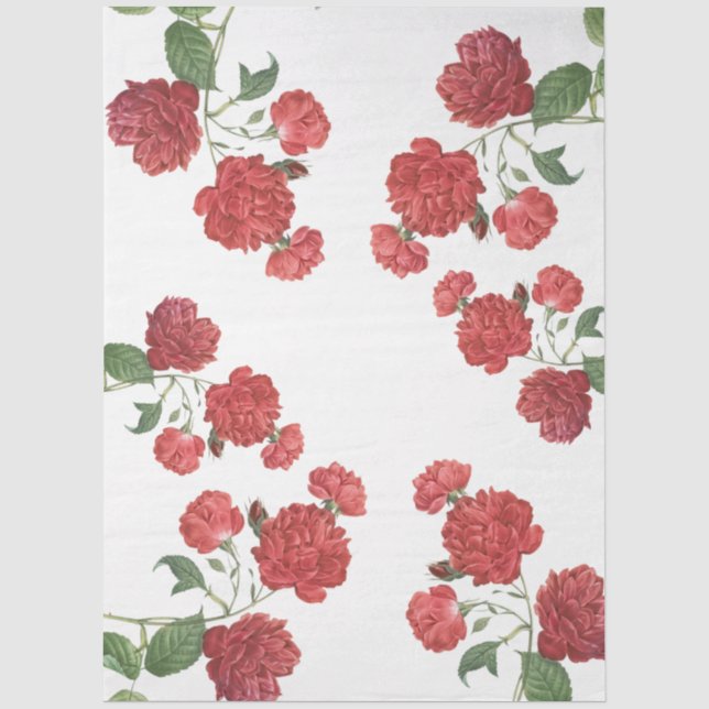 Papel De Seda Rosas de Repolho Roxo (Frente )