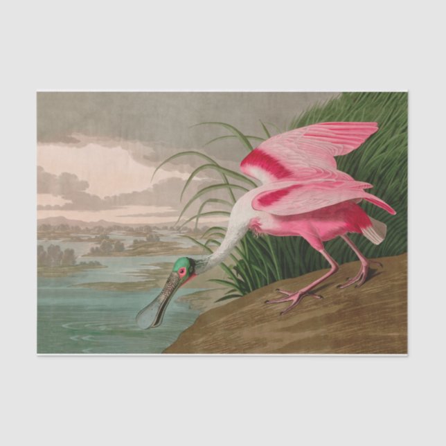 Papel De Seda Roseate Spoonbill Birds, Impressão da América Audu (Frente )