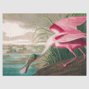 Papel De Seda Roseate Spoonbill, por John James Audubon
