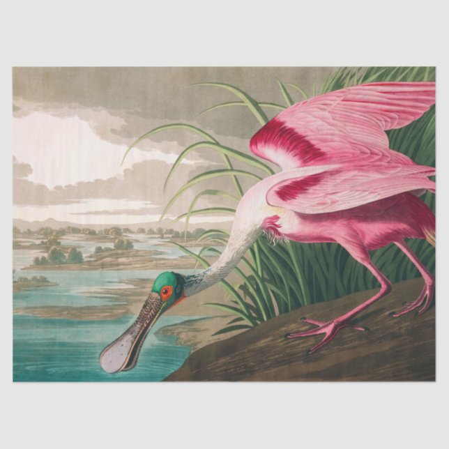 Papel De Seda Roseate Spoonbill, por John James Audubon (Frente )
