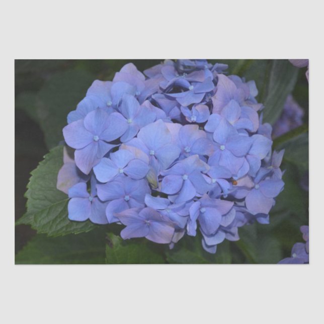 Papel De Seda Roxo Roxo Hidrangea macrofilla (Frente )