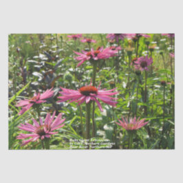 Papel De Seda Ruby Giant Echinacea in the Gardens