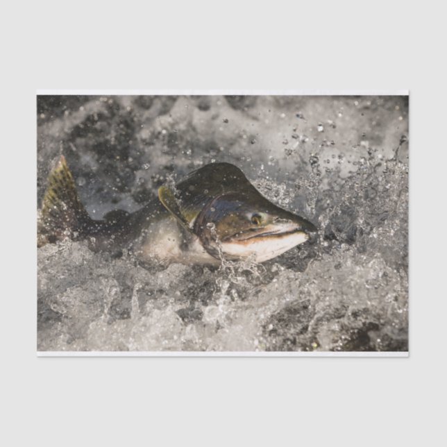 Papel De Seda Salmão de Salmão (Frente )