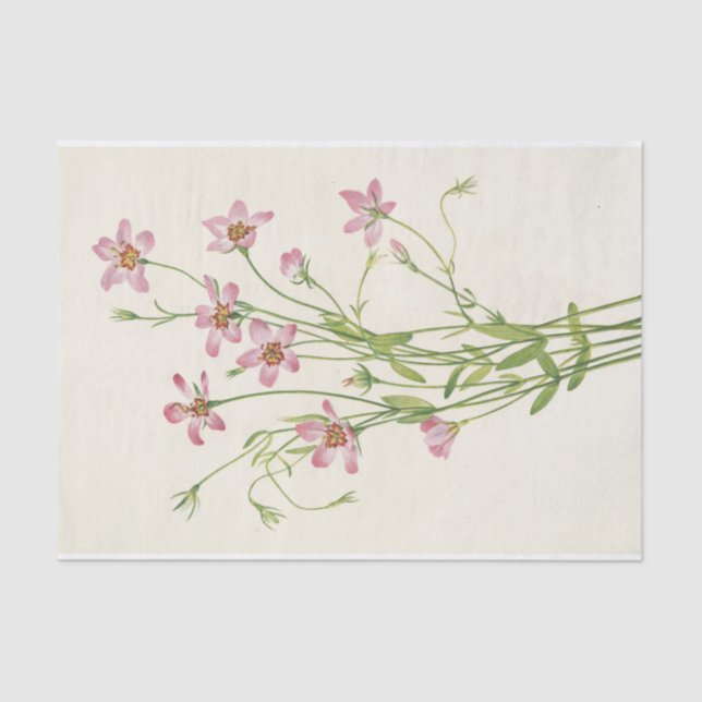 Papel De Seda Saltmarsh Rosegentian por Mary Vaux Walcott (Frente )