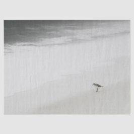 Papel De Seda Sandpiper costeiro na praia