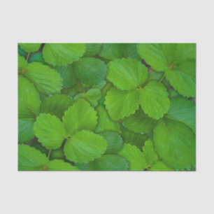 Papel De Seda Santo Basil Tulsi Green Mint Folhas