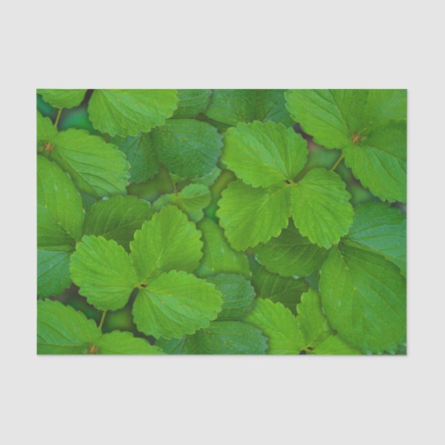 Papel De Seda Santo Basil Tulsi Green Mint Folhas (Frente )