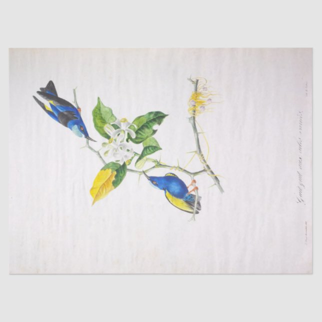 Papel De Seda Script de Decoupage de Ephemera do Pássaro Azul Fl (Frente )