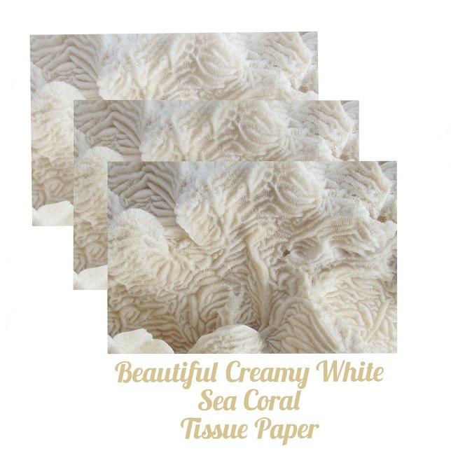 Papel De Seda Sea Coral Belo Creamy White Fotografia (Criador carregado)