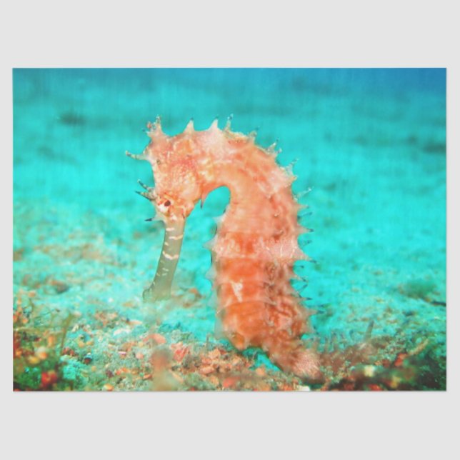 Papel De Seda Seahorse tropical carribean turquoise orange  (Frente )