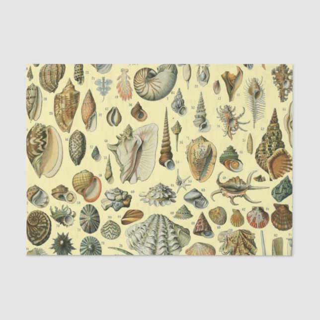 Papel De Seda Seashell Shell Mollusk Clam Elegant Clam Art (Frente )