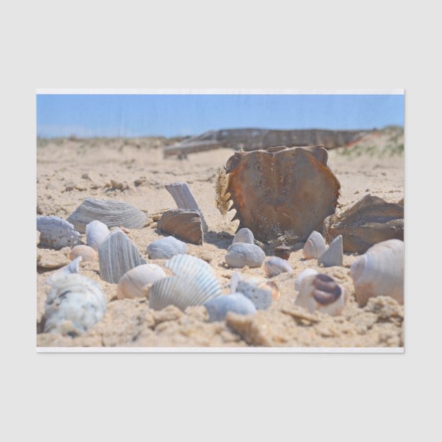 Papel De Seda Seashells on Beach por Shirley Taylor (Frente )