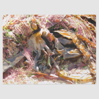 PAPEL DE SEDA SEMENTE MARÍTIMA