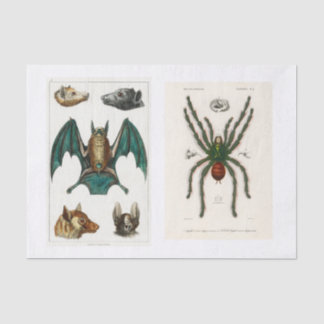 Papel De Seda Separação da coleção de Halloween