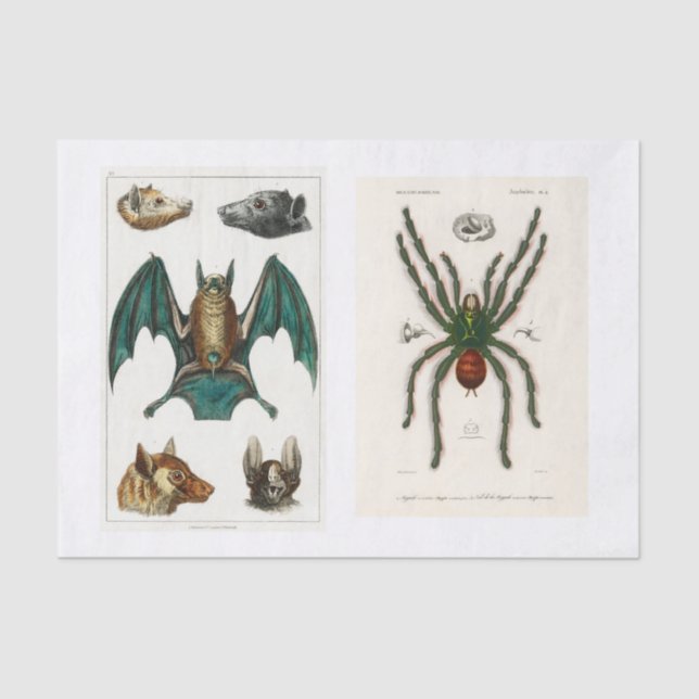 Papel De Seda Separação da coleção de Halloween (Frente )