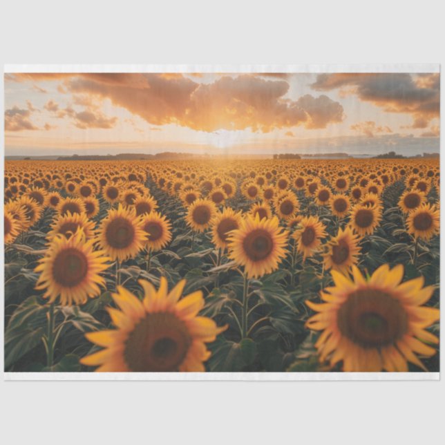 Papel De Seda Separação de Campo de Girassóis (Frente )