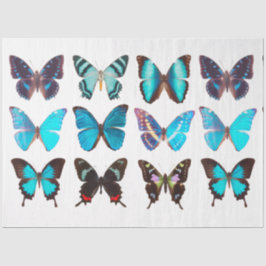 Papel De Seda Separação de Coleção de Borboletas Azul