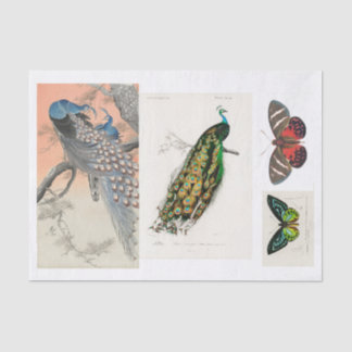 Papel De Seda Separação de pavão e borboleta