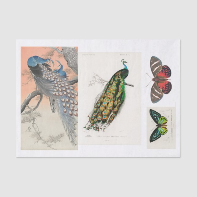 Papel De Seda Separação de pavão e borboleta (Frente )