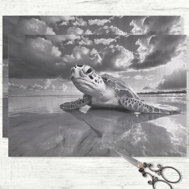 Papel De Seda Separação de preto e branco da tartaruga marinha (Criador carregado)