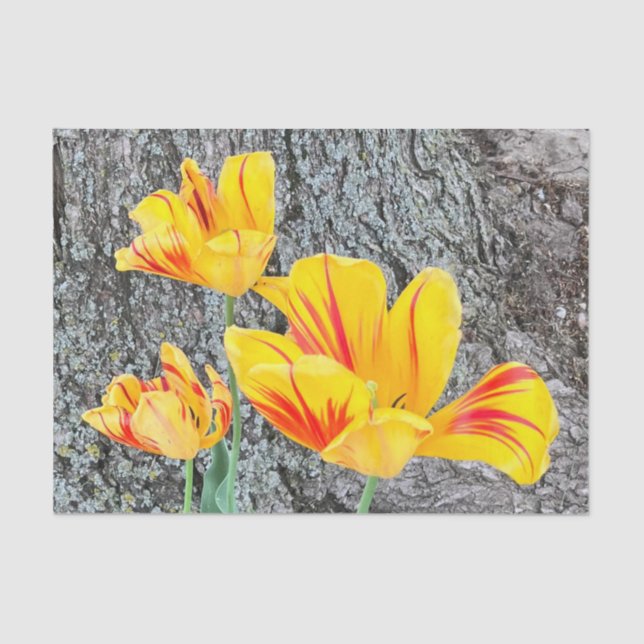 Papel De Seda Sequência de três tulipas amarelas / (Frente )
