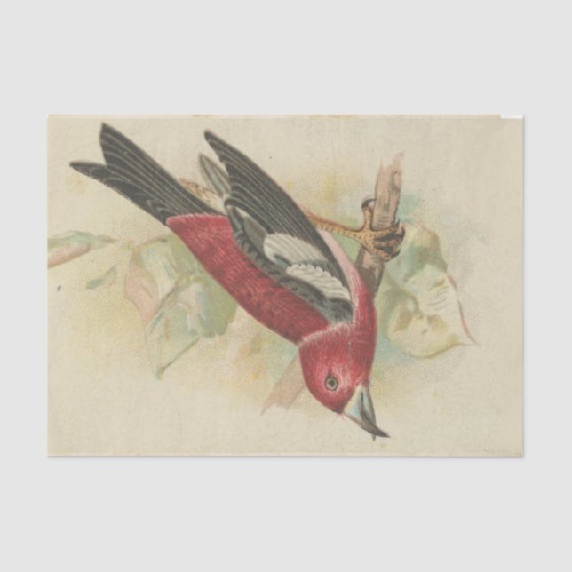 Papel De Seda Série Design de Ephemera de Sucata #24 (Frente )