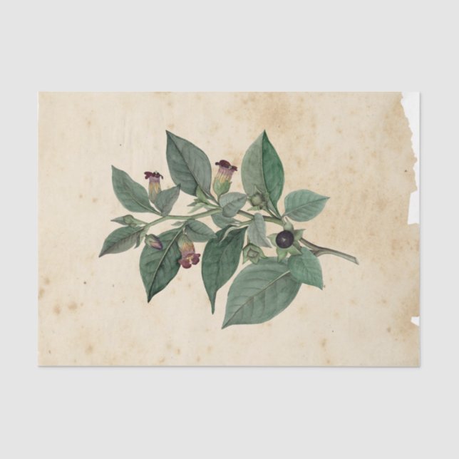 Papel De Seda Série Design Witch Ephemera nº 11 (Frente )