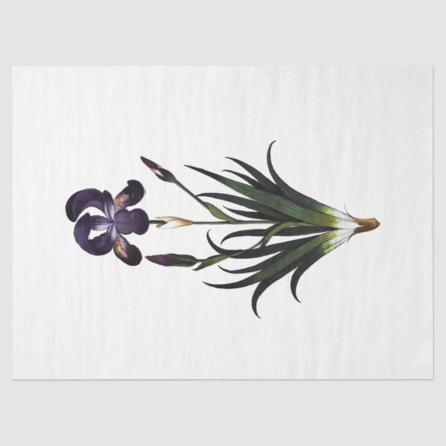 Papel De Seda Série Rainha Abelha Design 62 (Frente )