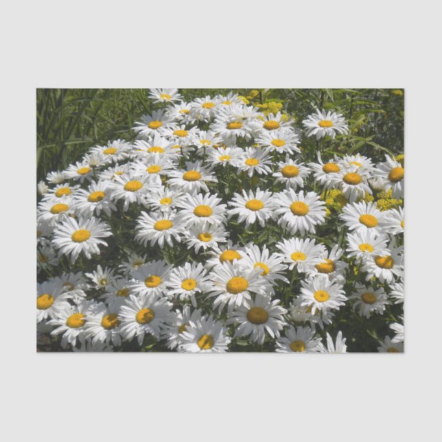 Papel De Seda Shasta Daisies (Frente )