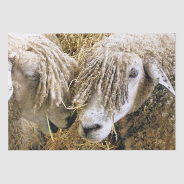 PAPEL DE SEDA SHEEP (Frente )