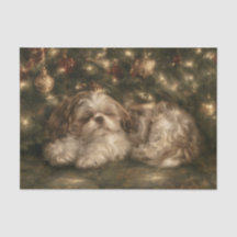 Shih Tzu dormindo