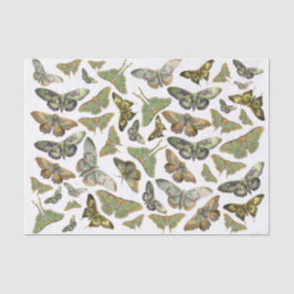 Papel De Seda Silhueta de Mariposa Botânica, Coleção de Mariposa