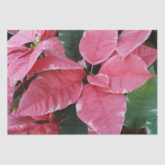Papel De Seda Silver Star Marble Poinsettias Feriado Rosa Floral (Frente )