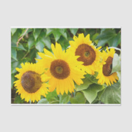 Papel De Seda Simpatia do gato com girassóis